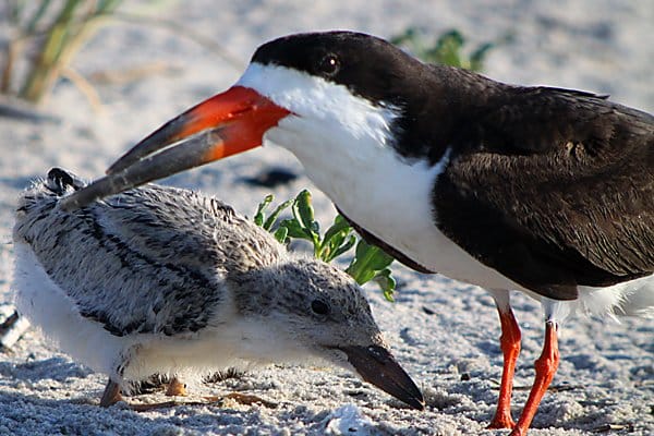 Baby Black Skimmer 10 000 Birds