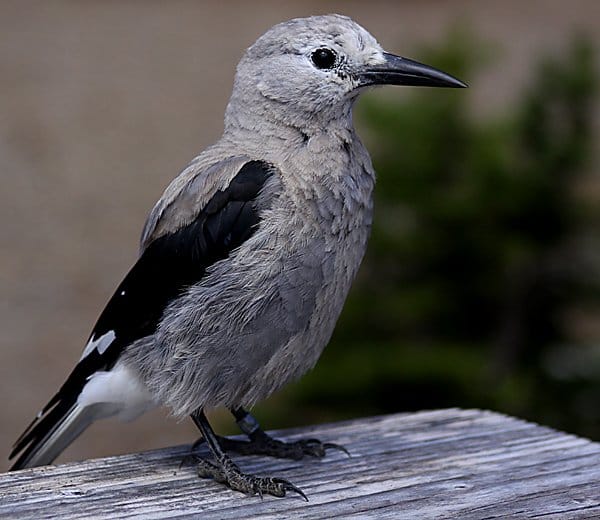 Clark’s Nutcracker Nucifraga columbiana 10,000 Birds