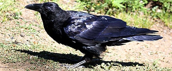 The Raven - 10,000 Birds