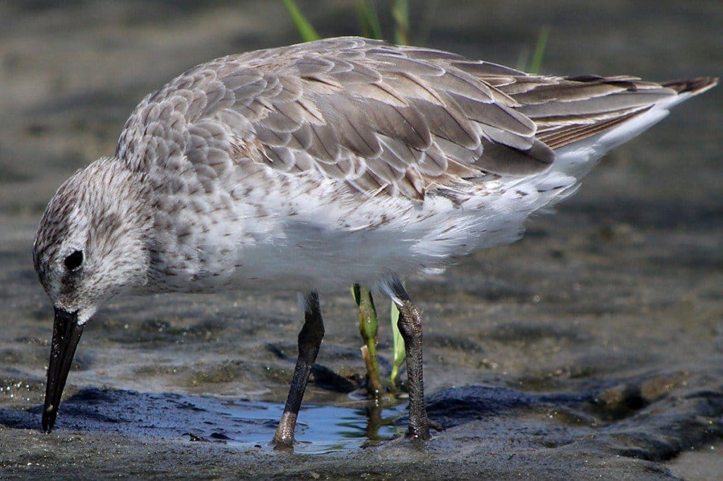 BasicPlumage Red Knots Calidris canutus 10,000 Birds