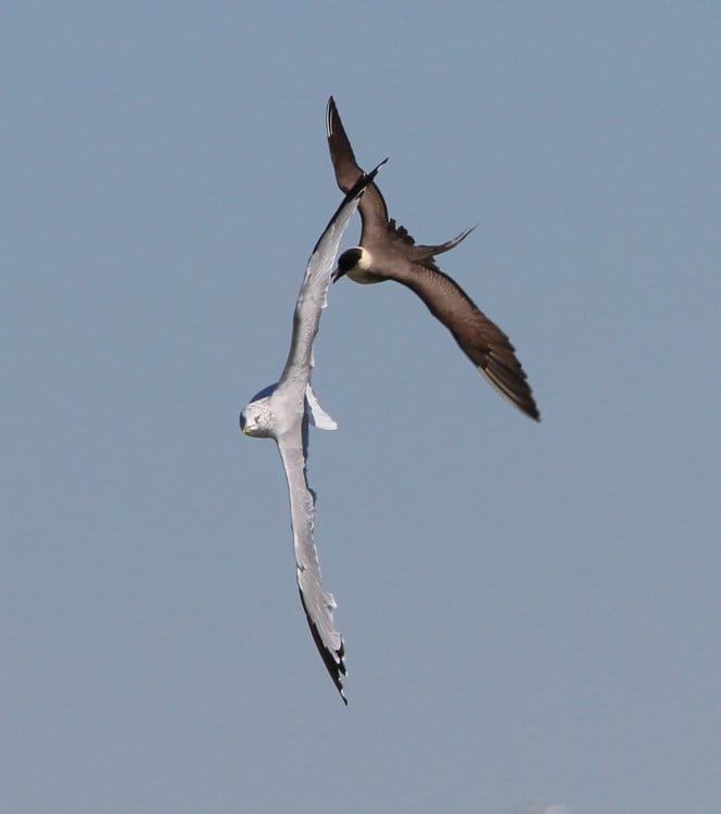 Rare Bird Alerts and Not So Rare Birds! - 10,000 Birds