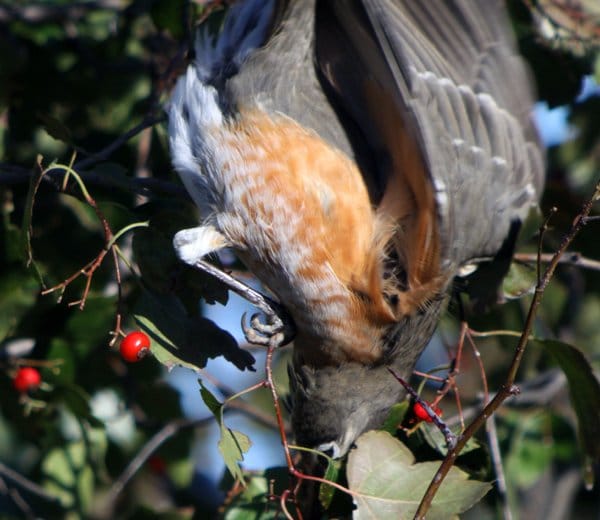 American Robins Eating Hawthorn Berries 10,000 Birds
