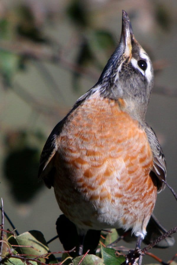 American Robins Eating Hawthorn Berries 10,000 Birds