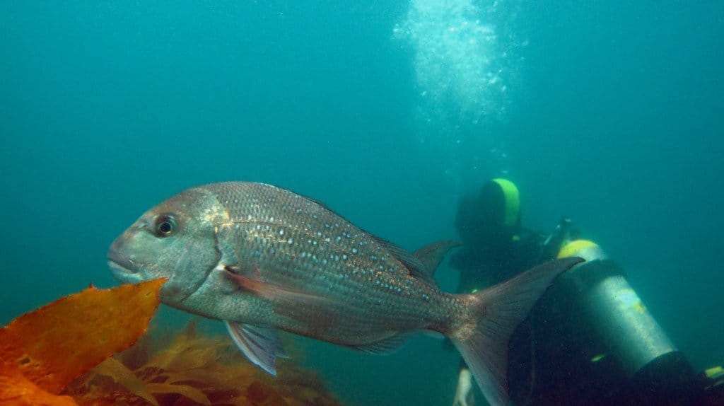 Australasian Snapper, Pagrus auratus - 10,000 Birds