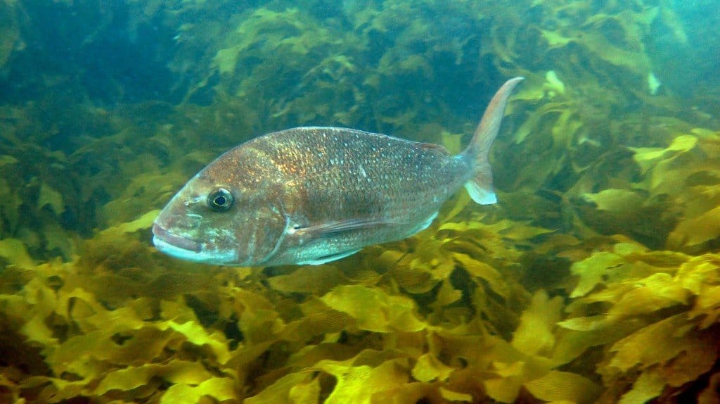 Australasian Snapper, Pagrus auratus - 10,000 Birds