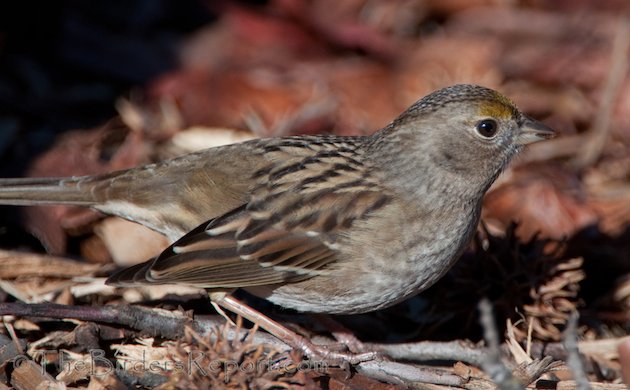 Golden-crowned Sparrow