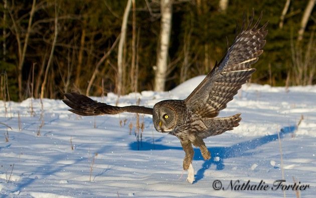 Owls, the debait - 10,000 Birds