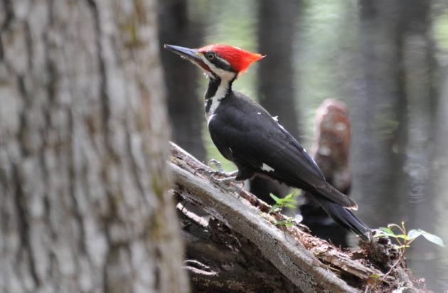 Pileated Woodpecker