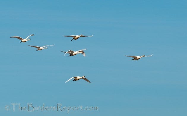 Tundra Swan