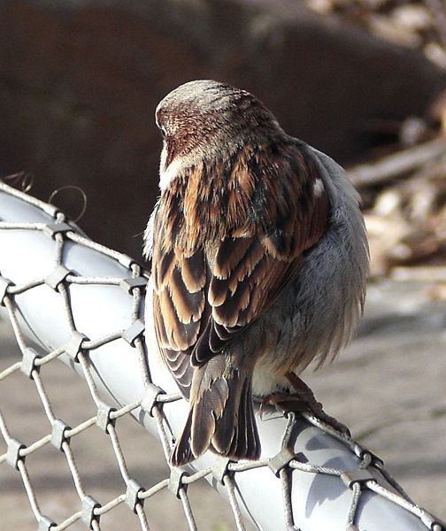 House Sparrow on chain link fence