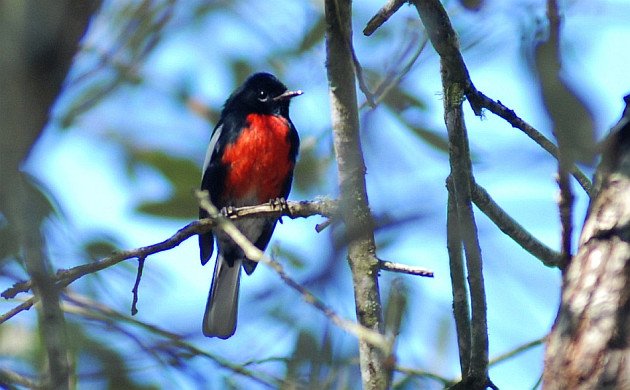 Painted Redstart by David J. Ringer