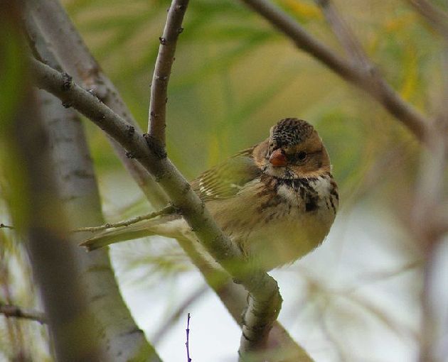 Harris's Sparrow