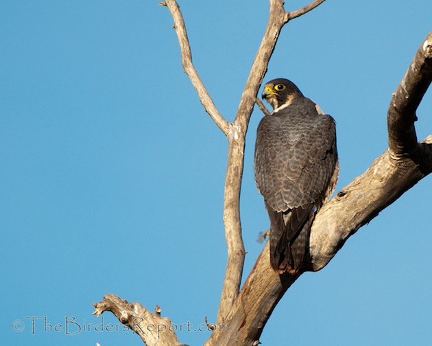 Peregrine Falcon