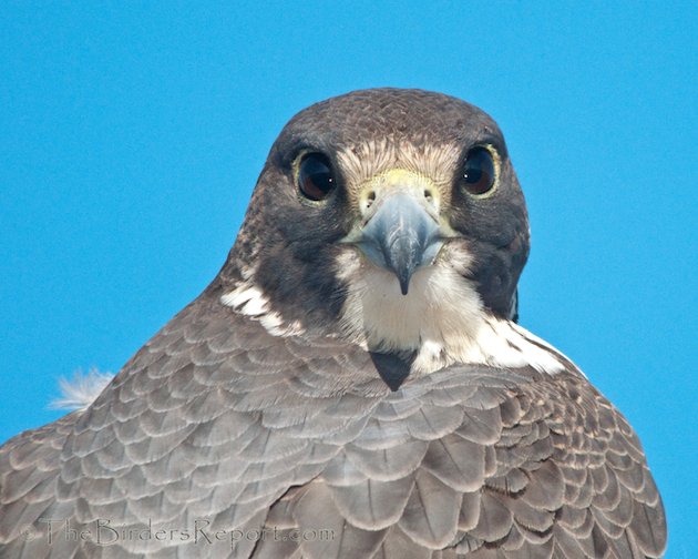 peregrine falcon scientific name