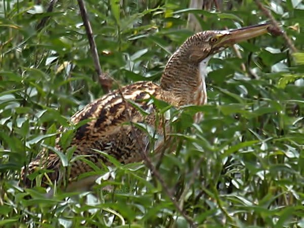 Pinnated Bittern at La Segua Marsh - 10,000 Birds