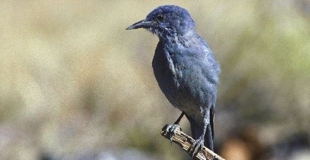 Pinyon Jay