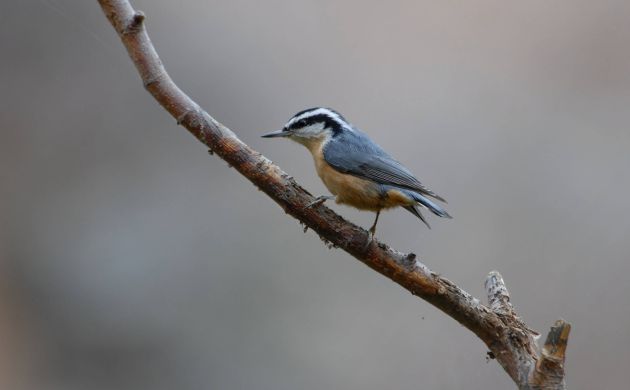 Red-breasted Nuthatch