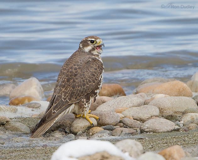 Prairie Falcon Attack on a Northern Shoveler - 10,000 Birds