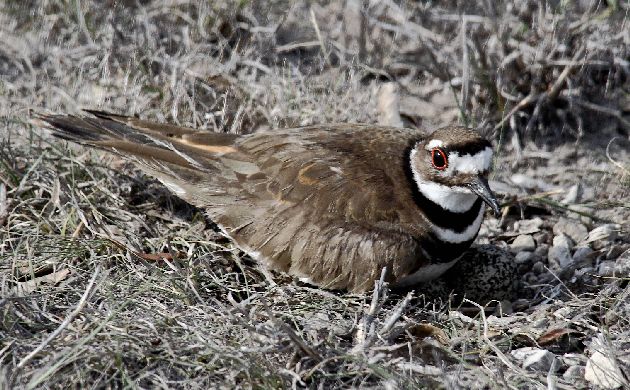 Killdeer