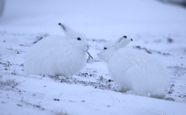 Arctic Hare (Lepus arcticus)