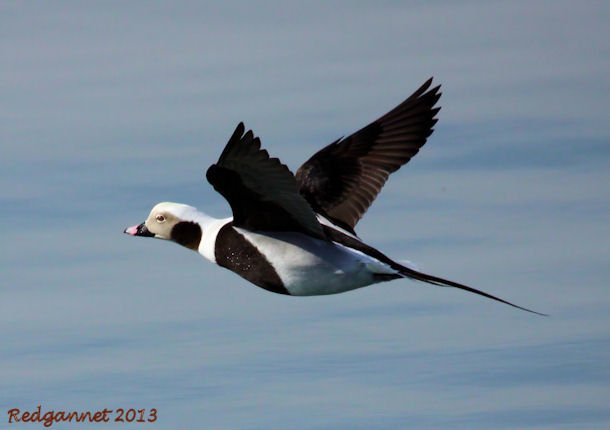 Long-tailed Ducks on Lake Ontario - 10,000 Birds