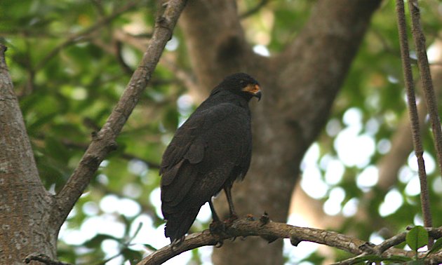 Common Black-Hawk (Buteogallus anthracinus) - North American Birds - Birds  of North America