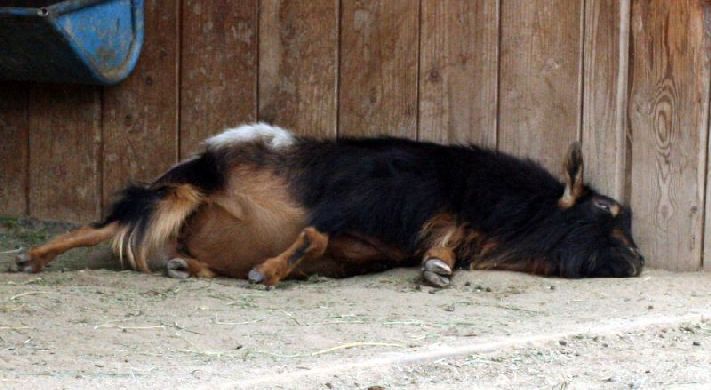 Sleeping, pregnant San Clemente Island Goat