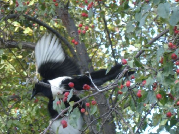 Magpie on mountain ash