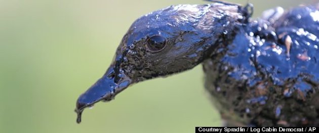 Oiled Duck