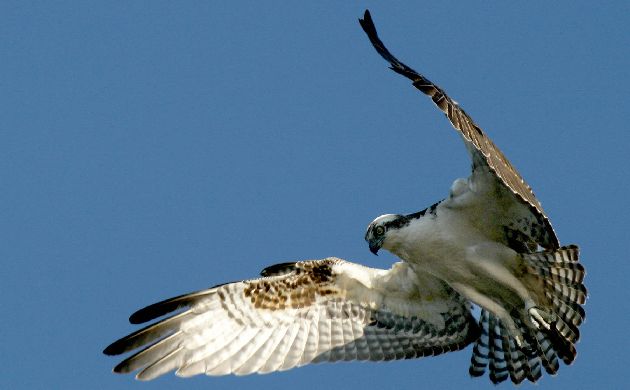 Osprey in flight