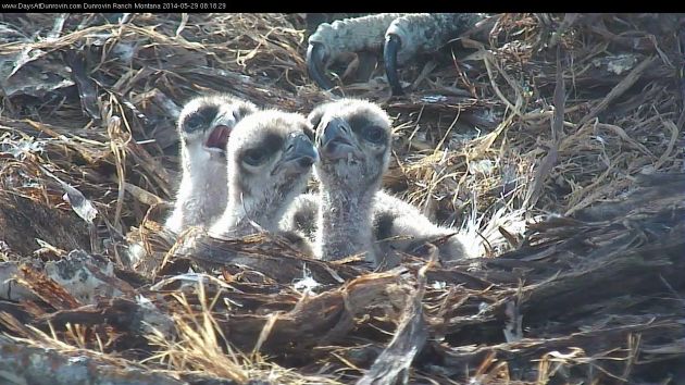 Three osprey chicks from Dunrovin Ranch, Montana