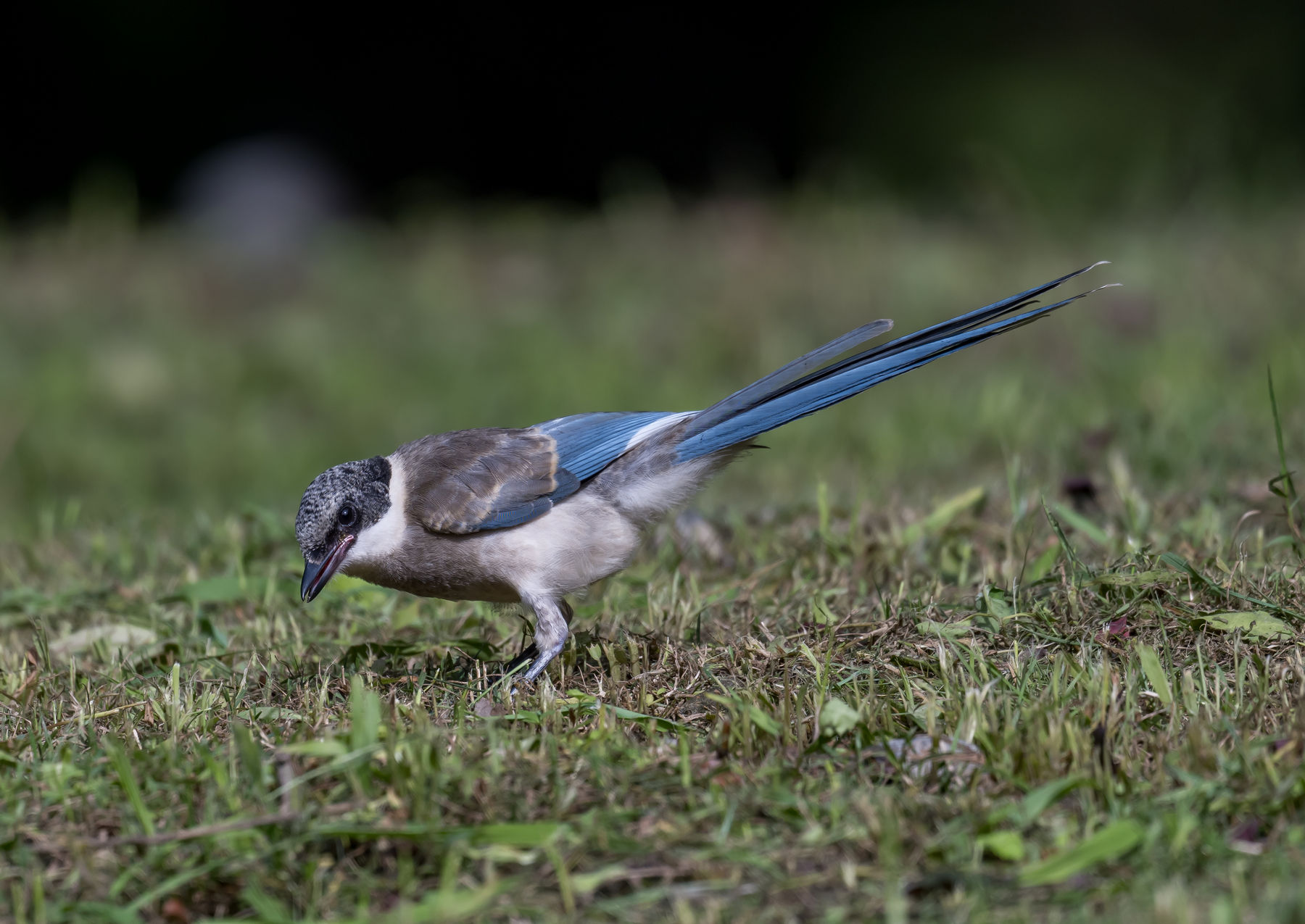 Birding Shanghai in July 2024