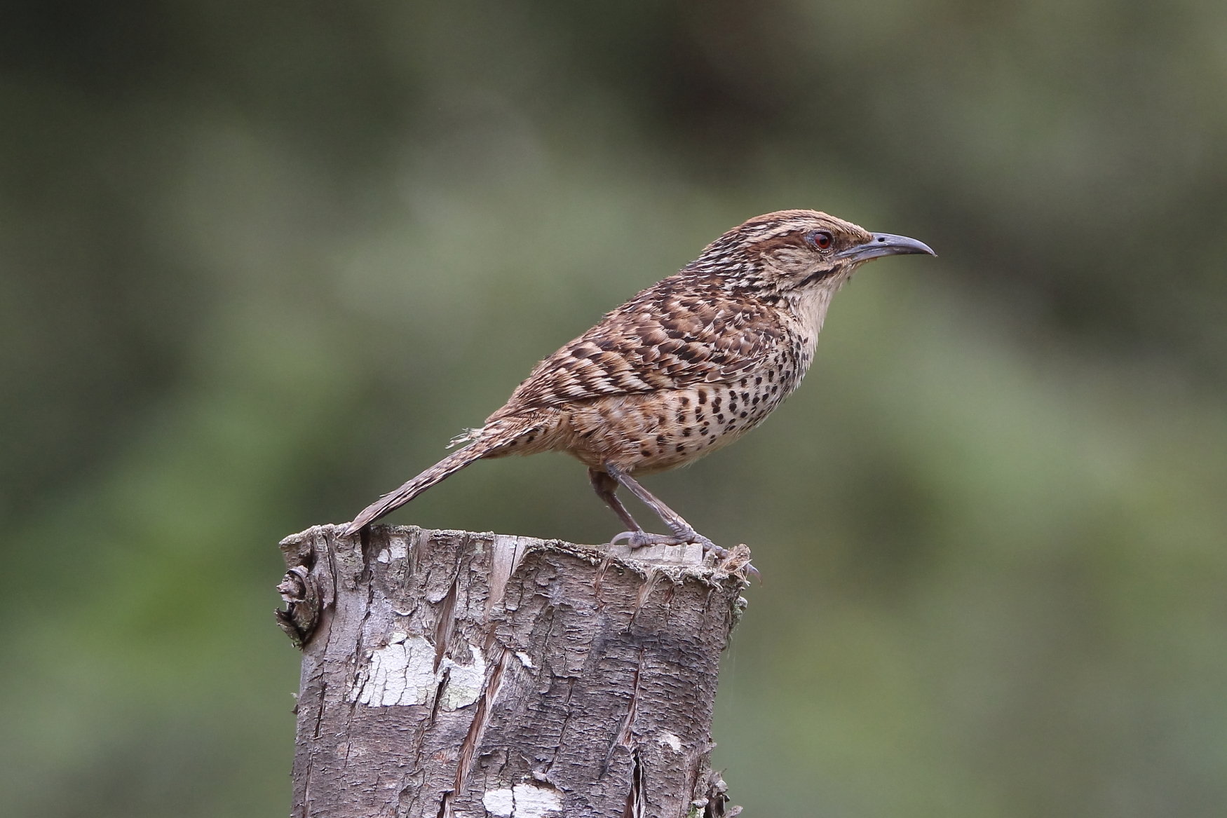 A Great Stroll within the Woods
