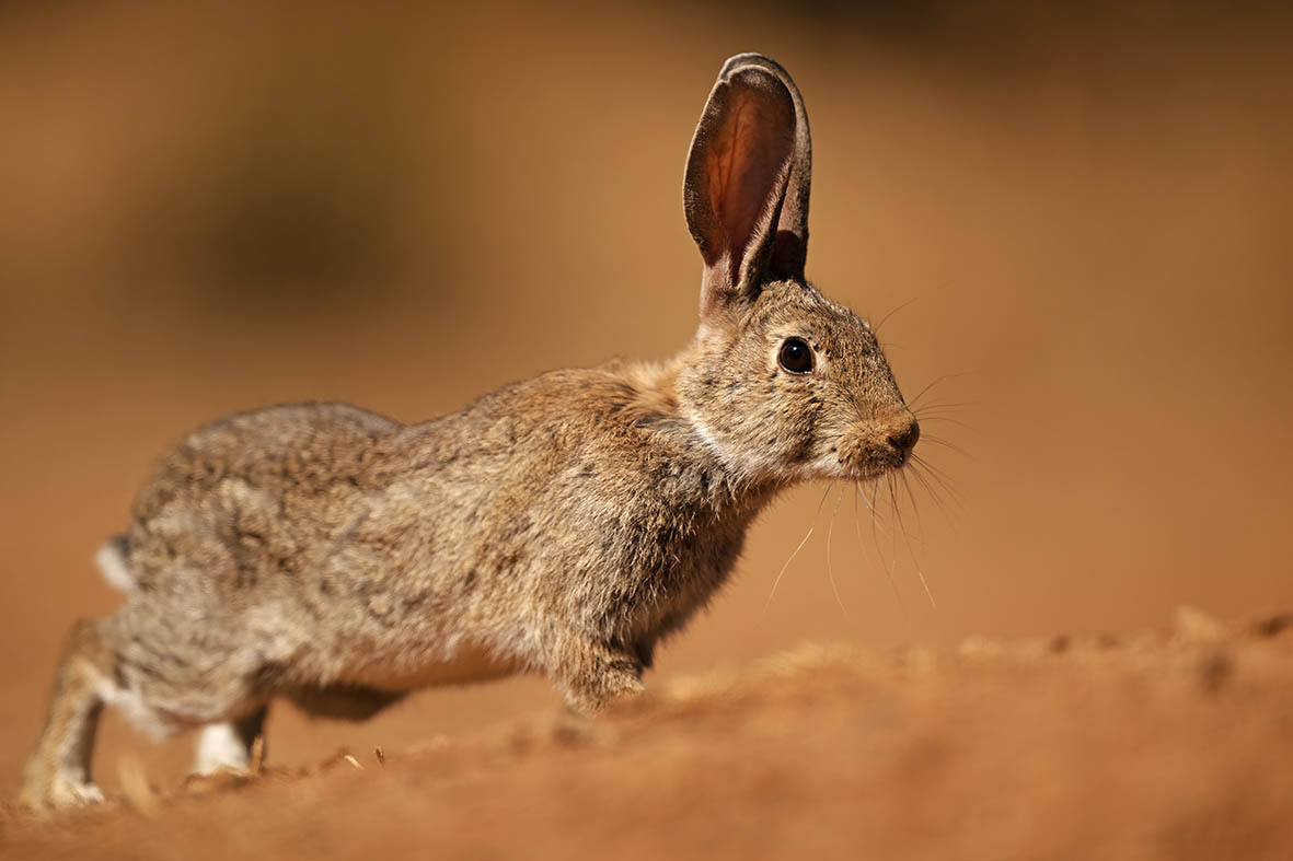 In the land of the rabbit - 10,000 Birds