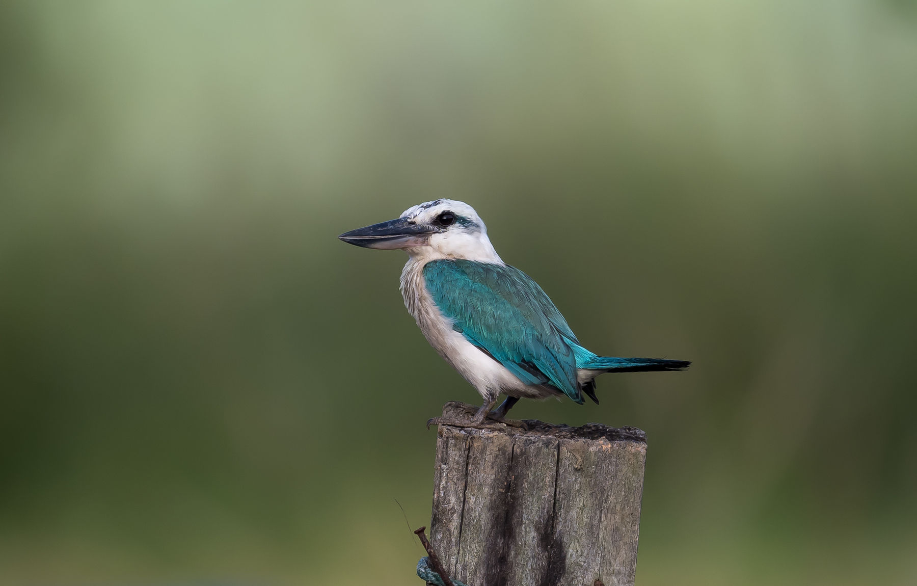 Some Kingfishers of Halmahera