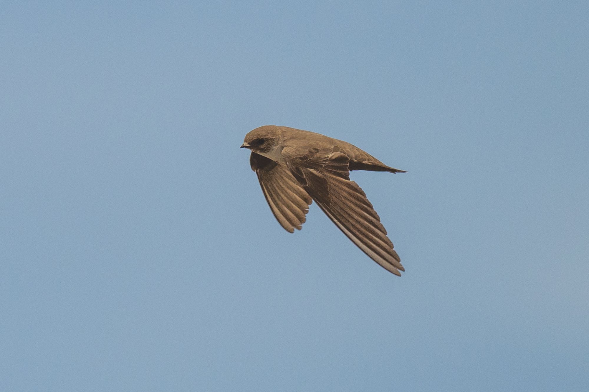 Incidental Birding round Cannes – 10,000 Birds