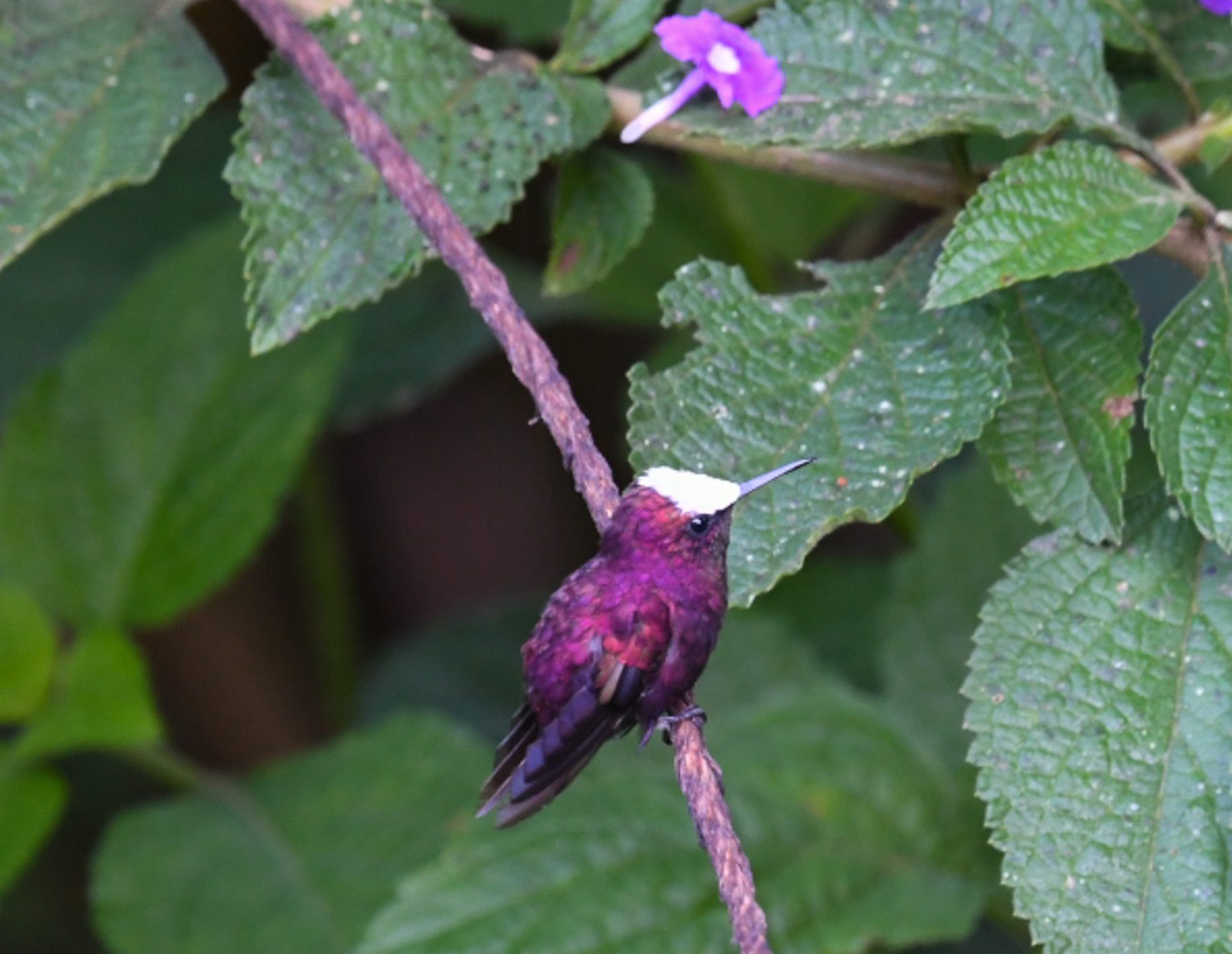 A Travel to Costa Rica is By no means Lengthy Sufficient