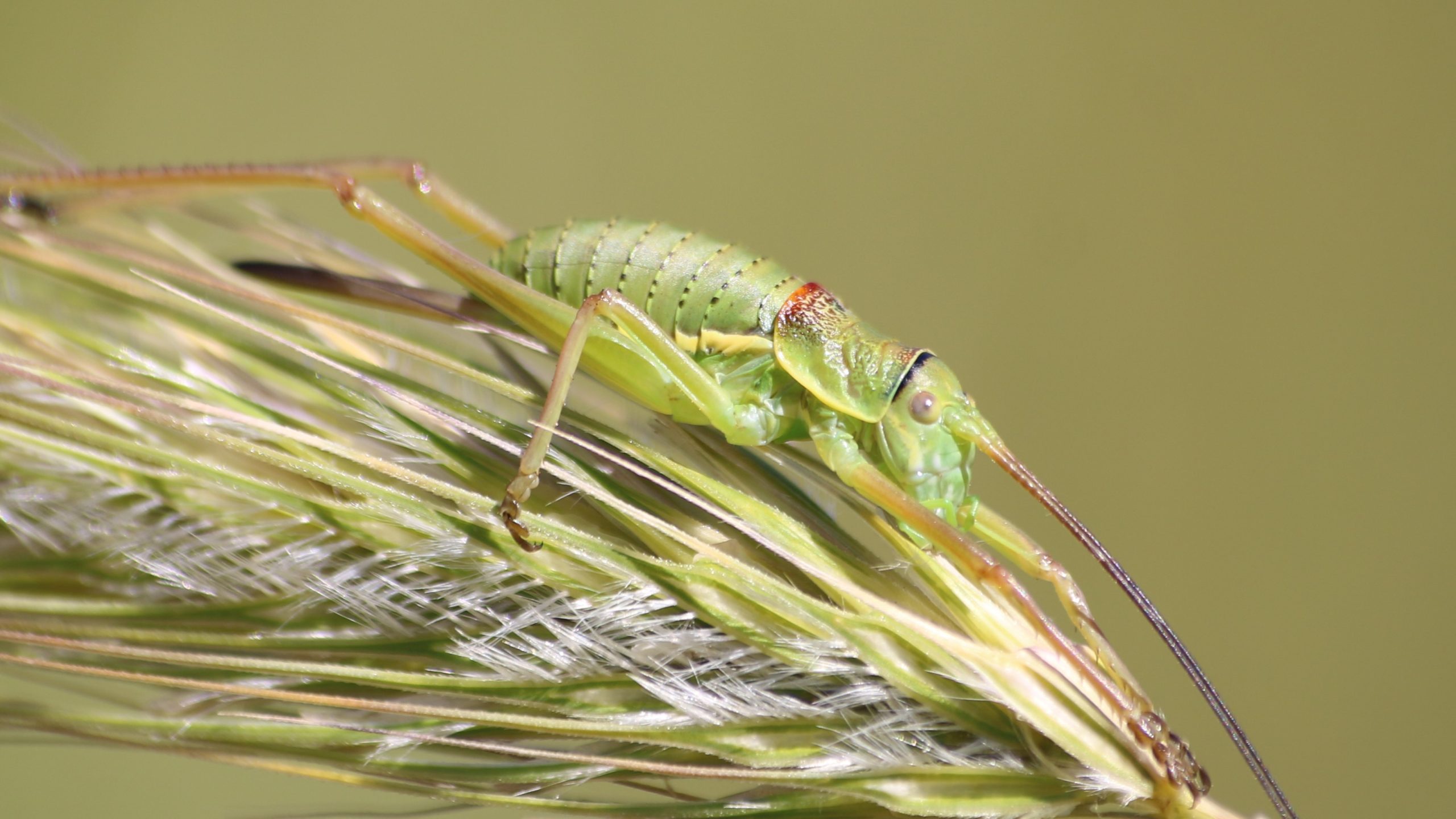 My 10 favorite Facet Quests whilst Birding