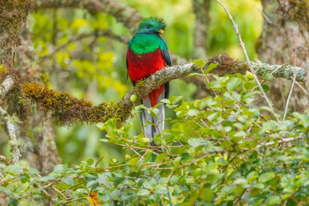 Resplendent Quetzal