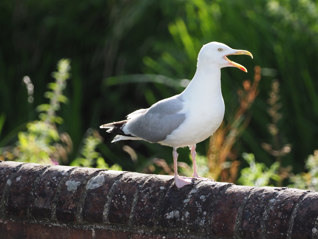 Feathered City Terrorists or simply Pleasant Seagulls?
