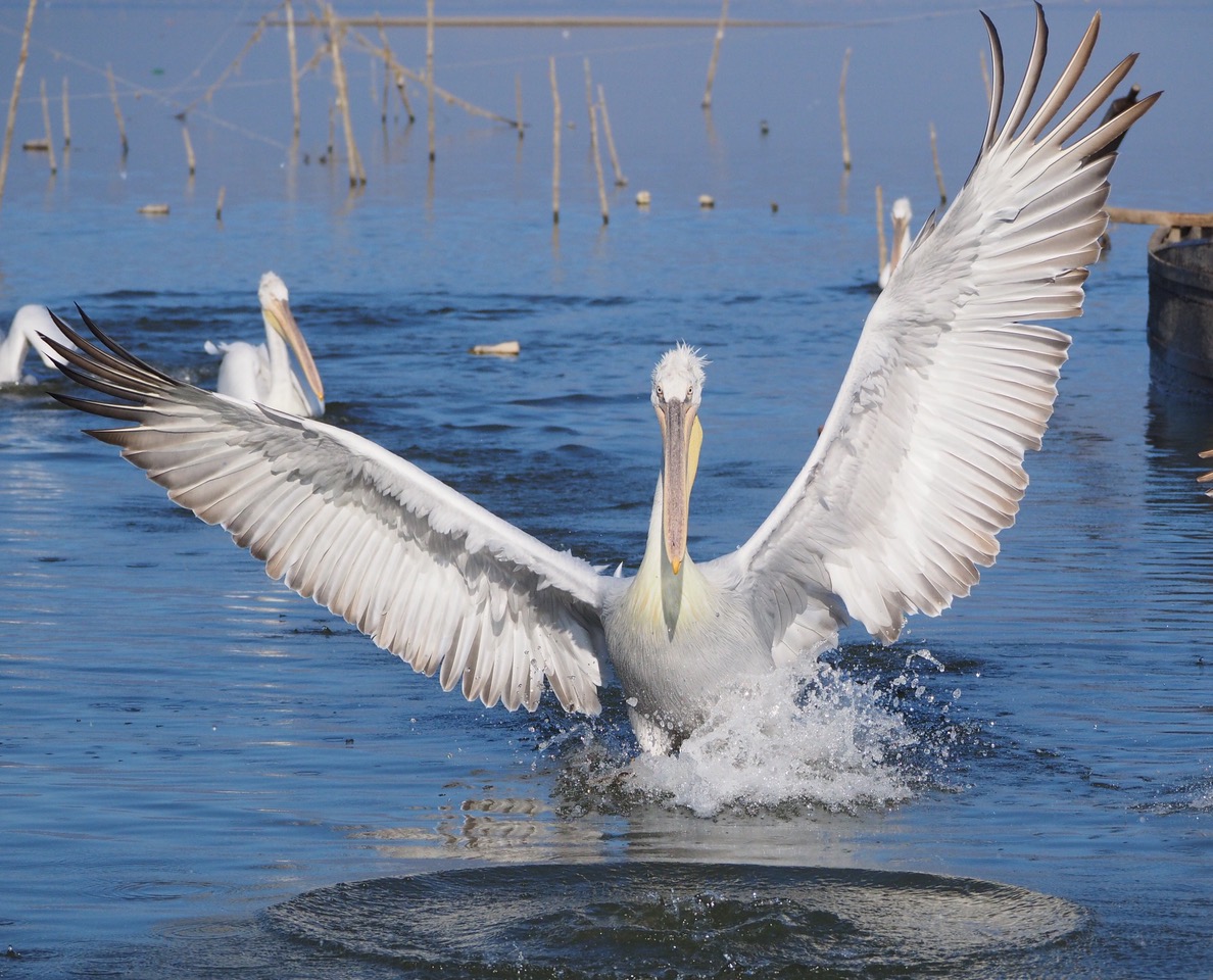 A Balkan Best Ten – 10,000 Birds