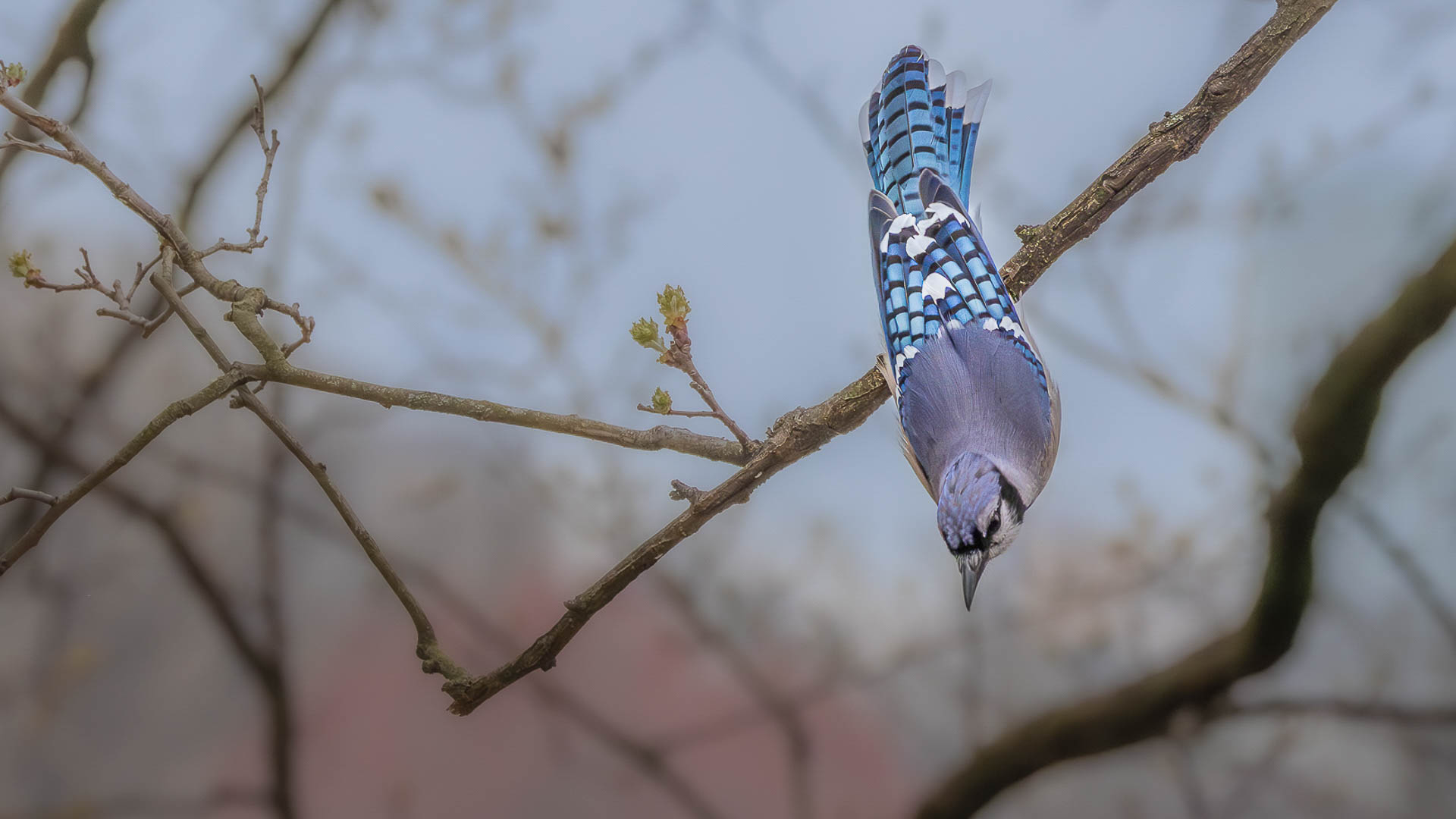 Fowl Staring at and Pictures in Central Park, New York.
