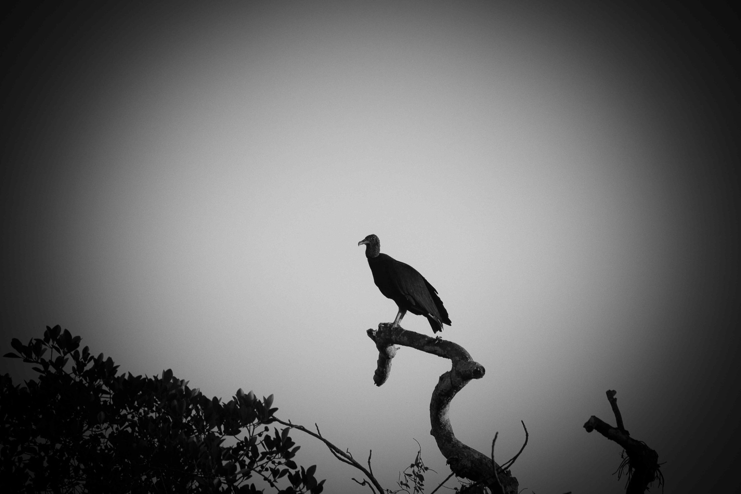 Black Vulture: A adventure from Lack of understanding to Awe