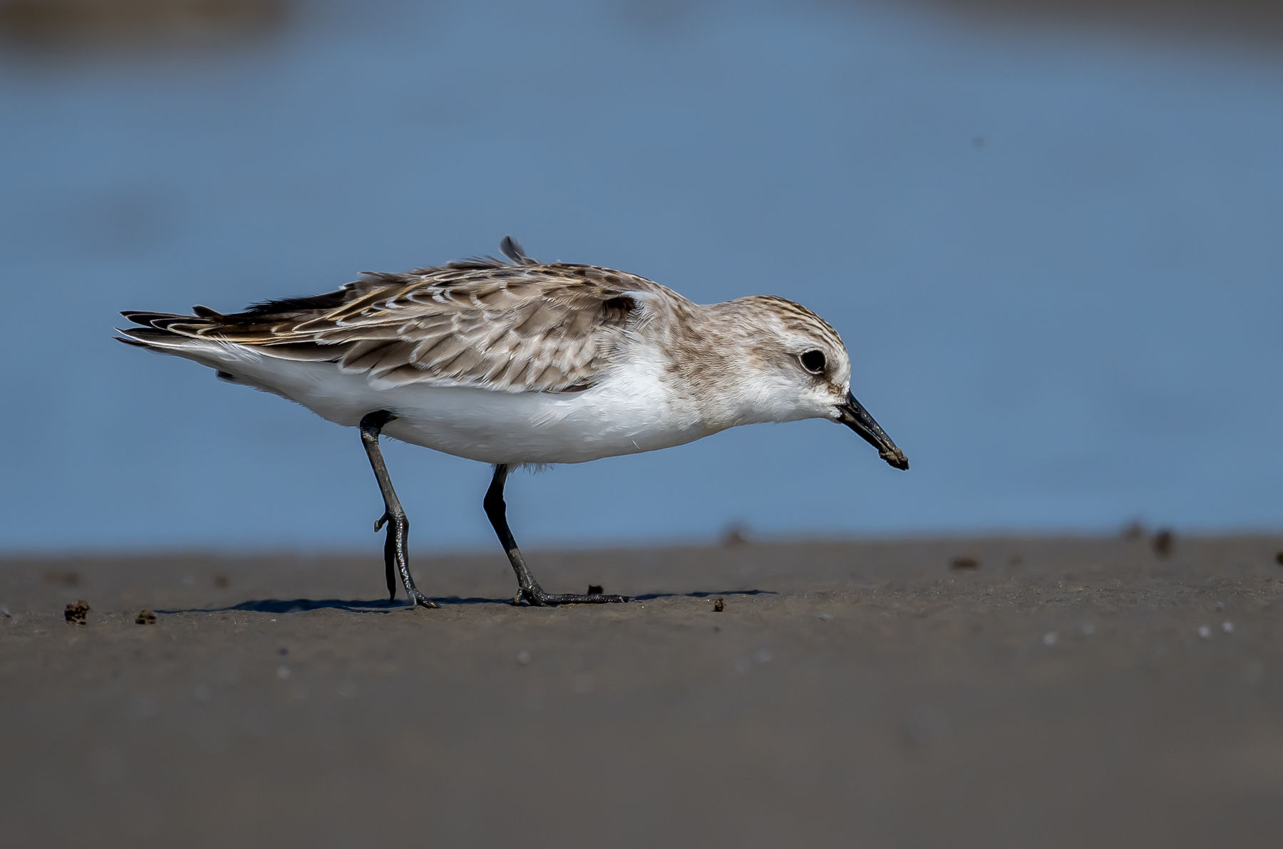 A Commute to the Jiangsu Coast for Shorebirds and Extra