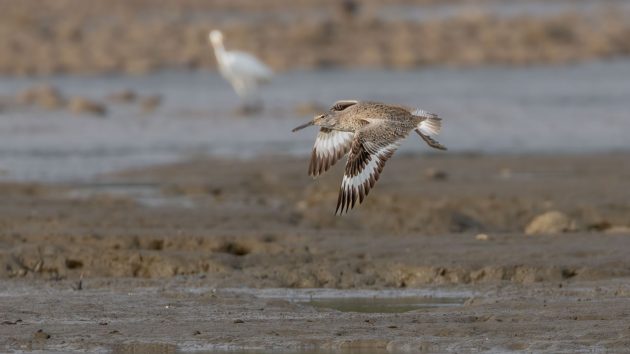 Willet