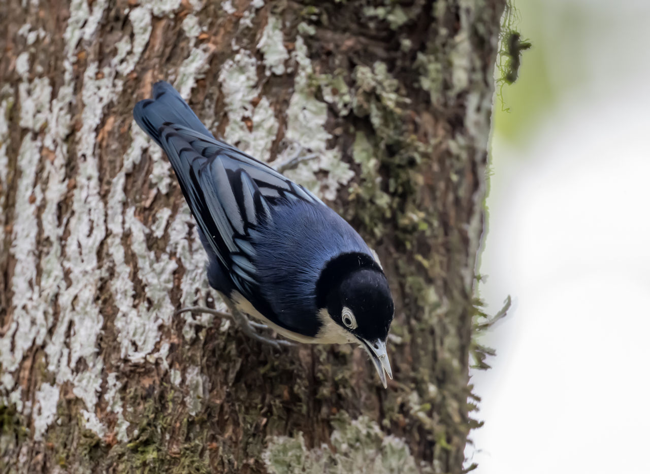 Birding Raden Soerjo Forest Park, East Java, Indonesia (Part 1 ...