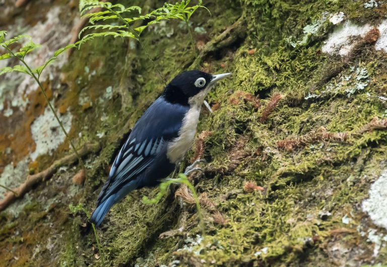 Birding Raden Soerjo Forest Park, East Java, Indonesia (Part 1 ...