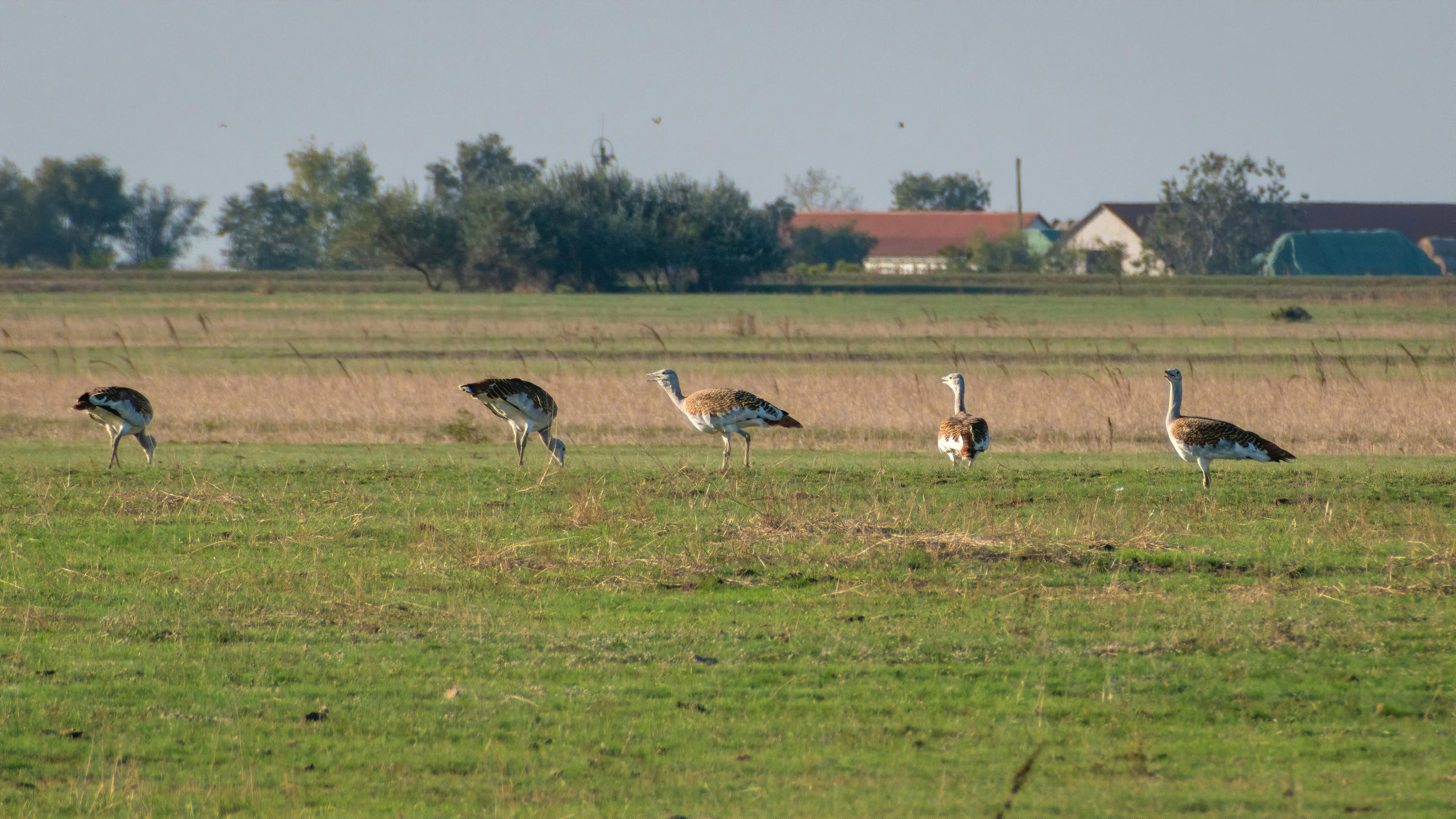 Birding in Portugal: A Brief Trip