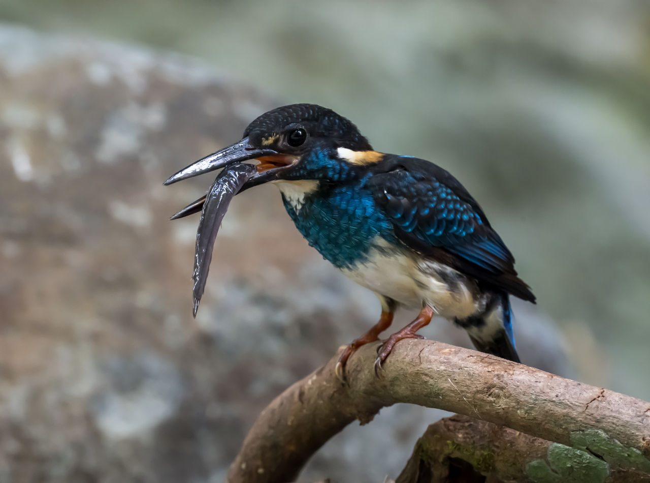 Species Spotlight: Javan Blue-banded Kingfisher - 10,000 Birds