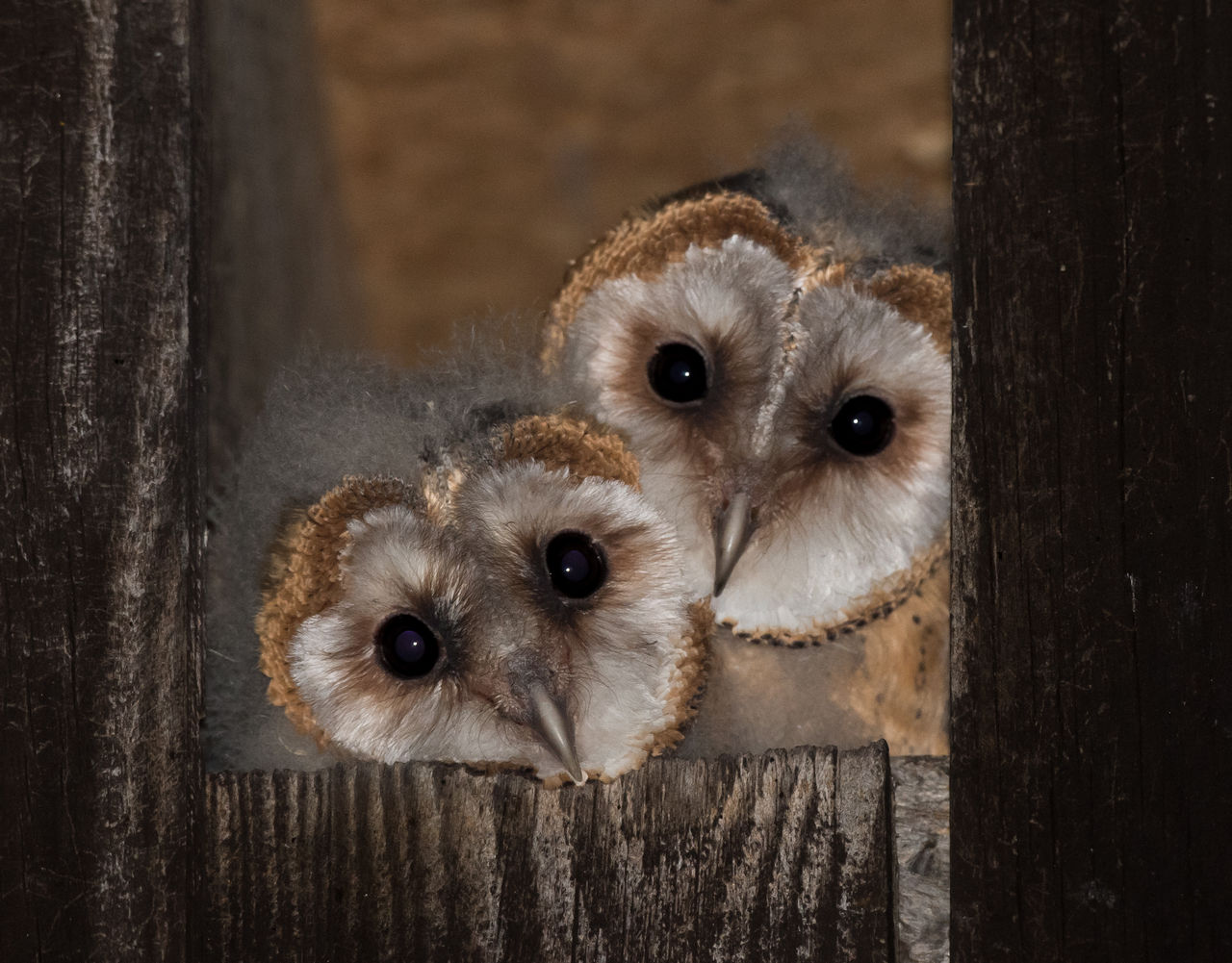 The 12 Owls of Christmas